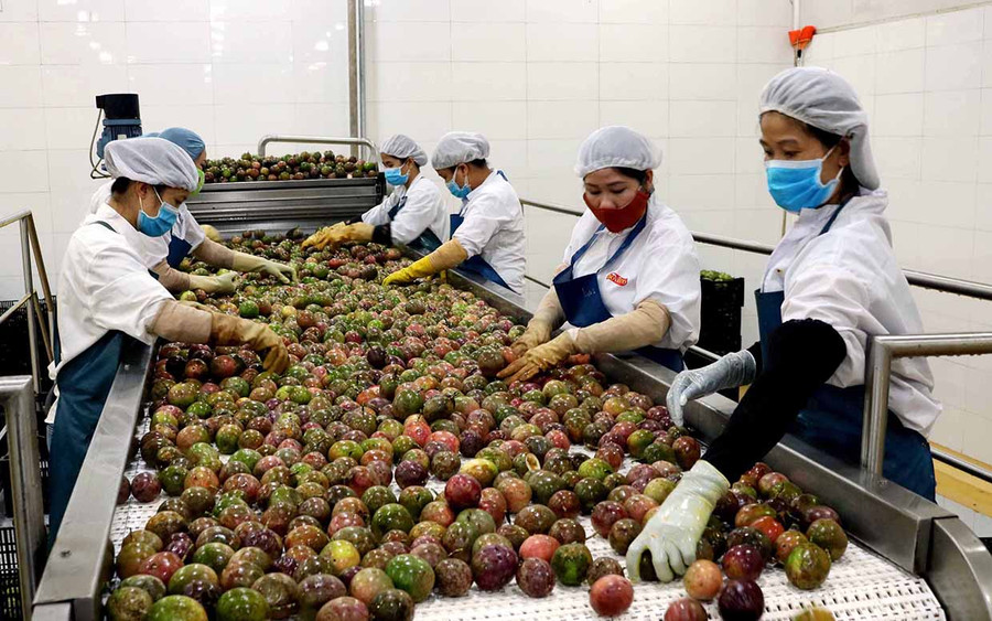 Dây chuyền sản xuất của Nhà máy chế biến rau quả (DOVECO Gia Lai). Ảnh: Ngọc Sang