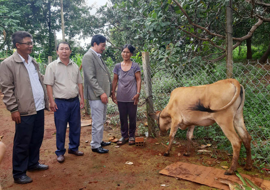 Lãnh đạo Hội Bảo trợ người khuyết tật và Bảo vệ quyền trẻ em tỉnh Gia Lai tặng bò sinh sản cho gia đình bà Kpuih Mlong, làng Phang, xã Ia Lang. Ảnh: Phạm Ngọc