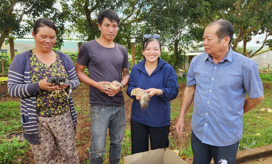 Hỗ trợ đàn gà giống cho hộ nghèo ở làng Chuet Ngol, xã Chư Á. Ảnh: Phạm Ngọc