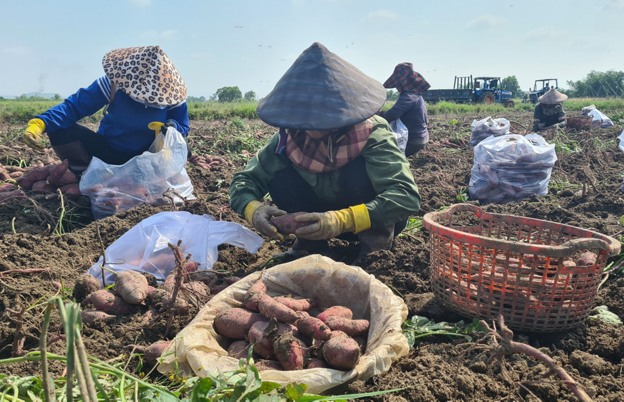 Nông dân xã Chư A Thai, huyện Phú Thiện thu hoạch khoai lang. Ảnh: Sang Phương Nông dân xã Chư A Thai, huyện Phú Thiện thu hoạch khoai lang. Ảnh: Sang Phương