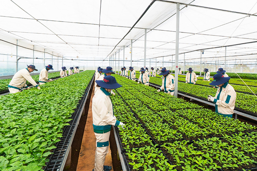 Vườn ươm giống chanh dây của Công ty cổ phần Quốc tế Thông Đỏ. Ảnh: Ngọc Sang