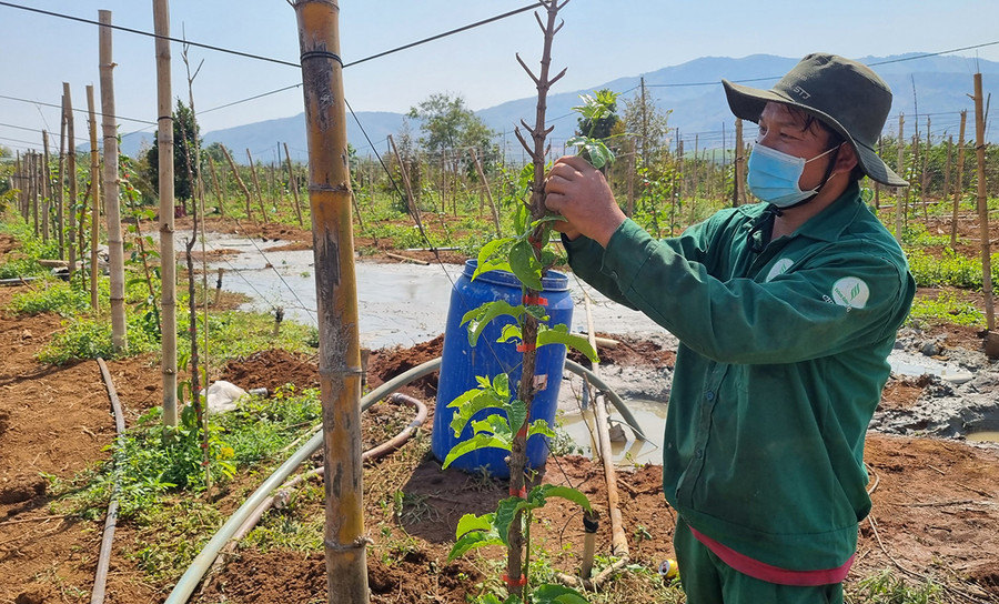 Anh Phạm Đức Phương (thôn 2, xã Ia Ka, huyện Chư Păh) chặt bỏ 1 ha cà phê già cỗi để trồng chanh dây. Ảnh: Hà Phương