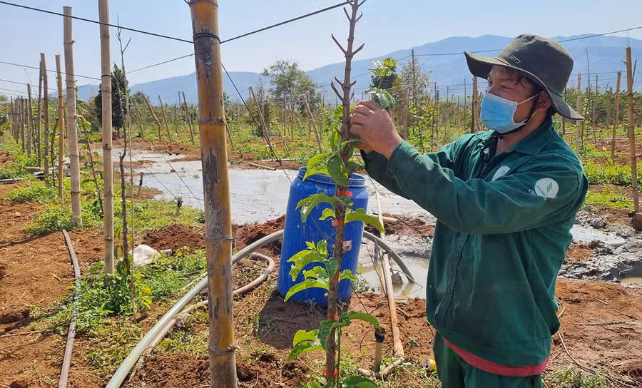 Anh Phạm Đức Phương (thôn 2, xã Ia Ka, huyện Chư Păh) chặt bỏ 1 ha cà phê già cỗi để trồng chanh dây. Ảnh: Hà Phương