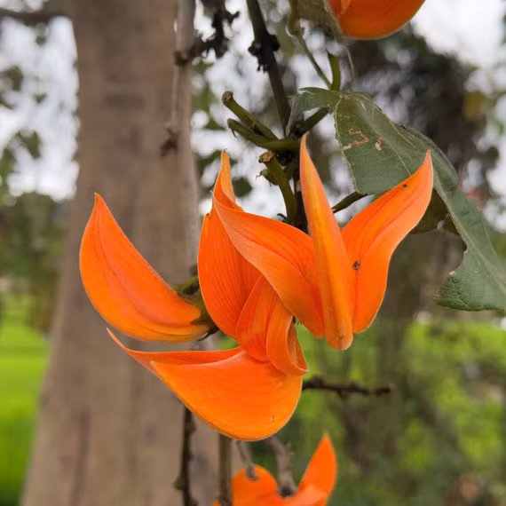 Ngắm mùa hoa đỏ nơi đại ngàn Gia Lai 