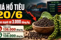 Giá hồ tiêu hôm nay 20/6: Đồng loạt giảm trên diện rộng