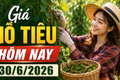Giá hồ tiêu hôm nay 30/6: Thị trường chủ yếu đi ngang