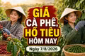 Giá cà phê, hồ tiêu hôm nay 7/8: Cà phê lao dốc, giá tiêu đi ngang