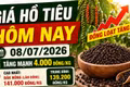 Giá hồ tiêu hôm nay 8/7: Tăng mạnh 4.000 đồng/kg