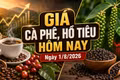 Giá cà phê, hồ tiêu hôm nay 1/8/2026 đồng loạt đi ngang
