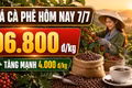 Giá cà phê hôm nay 7/7 tăng sốc 4.000 đồng/kg
