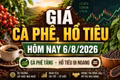 Giá cà phê, hồ tiêu hôm nay 6/8: Cà phê tăng, giá tiêu đi ngang