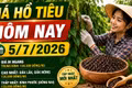 Giá tiêu hôm nay 5/7: Cao nhất 135.000 đồng/kg