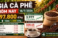 Giá cà phê hôm nay 18/7: Tăng trở lại lên 97.800 đồng/kg