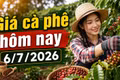 Giá cà phê hôm nay 6/7: Đi ngang ở mức 92.900 đồng/kg