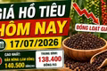 Giá hồ tiêu hôm nay 17/7: Đồng loạt giảm tới 1.000 đồng/kg
