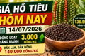 Giá hồ tiêu hôm nay 14/7: Tăng mạnh tới 3.000 đồng/kg