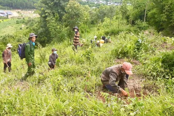 RECAF tạo động lực thúc đẩy tăng trưởng xanh ở Gia Lai