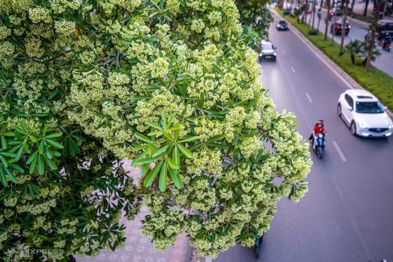 Hà Nội có khoảng 14.400 cây hoa sữa: Những nơi nào có thể phải giảm mật độ?
