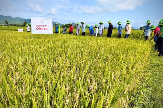 Giống lúa OM468 bước đầu cho năng suất cao tại xã Uar