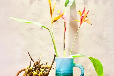 Thương hoài mùa nhãn