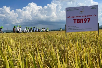 Hội thảo đầu bờ mô hình trình diễn sản xuất giống lúa chất lượng cao TBR97 và OM468 tại xã Chư Băh. Ảnh: Vũ Chi