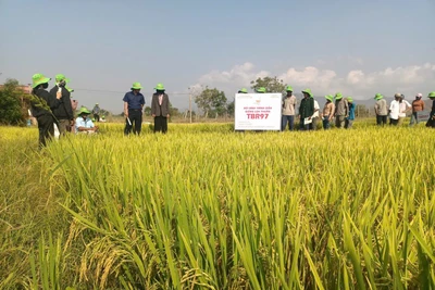 Các hộ dân tham quan mô hình trình diễn sản xuất giống lúa chất lượng cao TBR97 tại hộ gia đình ông Nguyễn Văn Ánh (buôn Chính Hòa, xã Ia Mlah). Ảnh: Hữu Minh