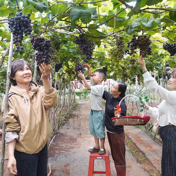 Những vườn nho hút khách ở cao nguyên