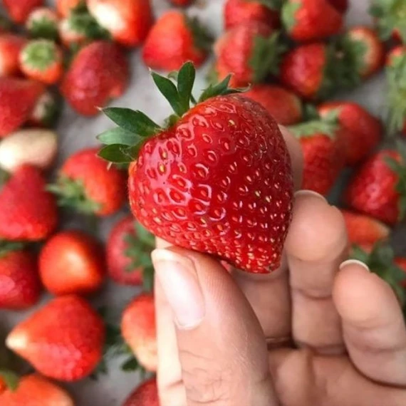 Giảm cân và đẹp da nhờ ăn dâu tây mỗi ngày