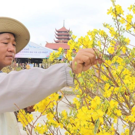 Độc đáo hàng trăm cây mai vàng nở trái mùa, rực rỡ Vesak 2025: Chủ vườn bật mí