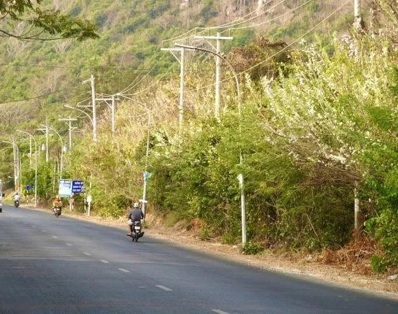 Tết này về Bà Rịa-Vũng Tàu ngắm 'hoa anh đào' khoe sắc