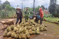 Nông dân xã Chư Prông chuyển diện tích hồ tiêu chết sang trồng sầu riêng mang lại giá trị kinh tế cao.