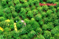 Cà phê được giá, nông dân phấn khởi thu hoạch mùa vụ