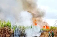 An Khê: Cháy 6,8 ha mía của 5 hộ dân ở xã Tú An. Ảnh: Hồng Tất