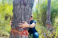 Cây rừng tự nhiên có đường kính thân lớn bị ken. Ảnh: T.D