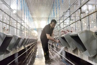 Gia Lai: Tiếp tục siết chặt phòng chống dịch tả heo châu Phi, ngăn ngừa tái phát
