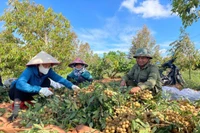 Làm giàu nhờ trồng nhãn Hương Chi trái vụ