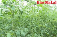 Pleiku xây dựng nền nông nghiệp xanh, sạch và bền vững
