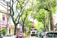 Chủ động giải quyết hiểm họa gãy, đổ cây xanh