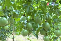 Giữ vững vị thế chanh leo Việt Nam