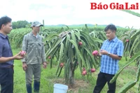 Nông dân Gia Lai thi đua đổi mới sáng tạo