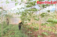 Trợ lực cho hợp tác xã vùng đồng bào dân tộc thiểu số phát triển 