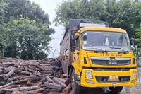 Phát hiện 49 cây gỗ dầu bị khai thác trái phép