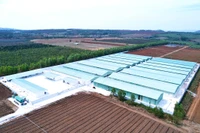 Trang trại chăn nuôi heo