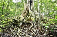 Một trong những cây đa cổ thụ có bộ rễ nổi rất đẹp được ví như "Mái tóc của nữ thần rừng". Ảnh: Minh Phương