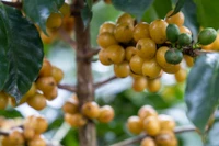 Giá cà phê bất ngờ tăng ngay giữa mùa thu hoạch