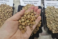 Giá cà phê hôm nay 22-12: Bất ngờ về đối thủ Robusta Việt