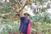 Người Tây Sơn ở Đak Sơmei