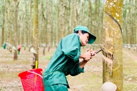 Theo EUDR, Gia Lai có các ngành hàng bị tác động là: cà phê, gỗ và cao su. Ảnh: V.T