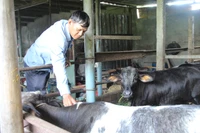 Gia Lai tăng cường công tác tiêm phòng, kiểm soát chặt chẽ dịch bệnh trên đàn vật nuôi