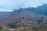 Khẩn trương điều tra làm rõ các đối tượng xâm hại rừng ở xã Kim Sơn